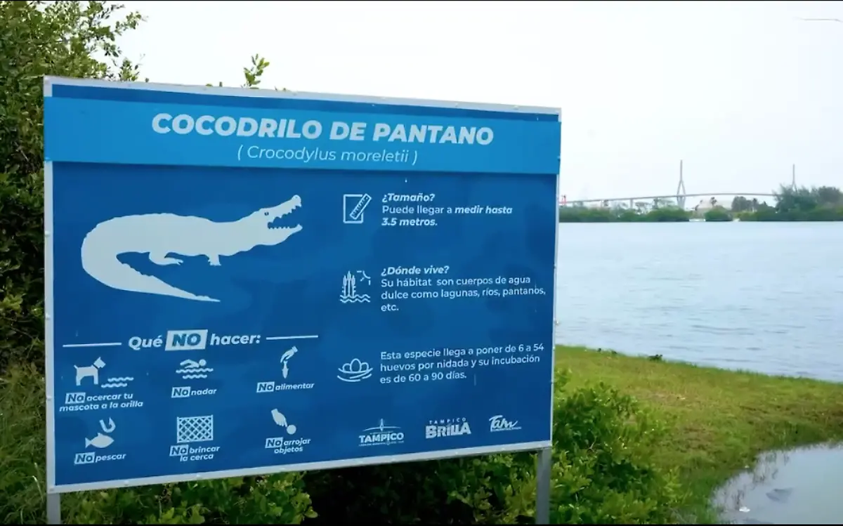 Emiten recomendaciones a turistas por presencia de cocodrilos